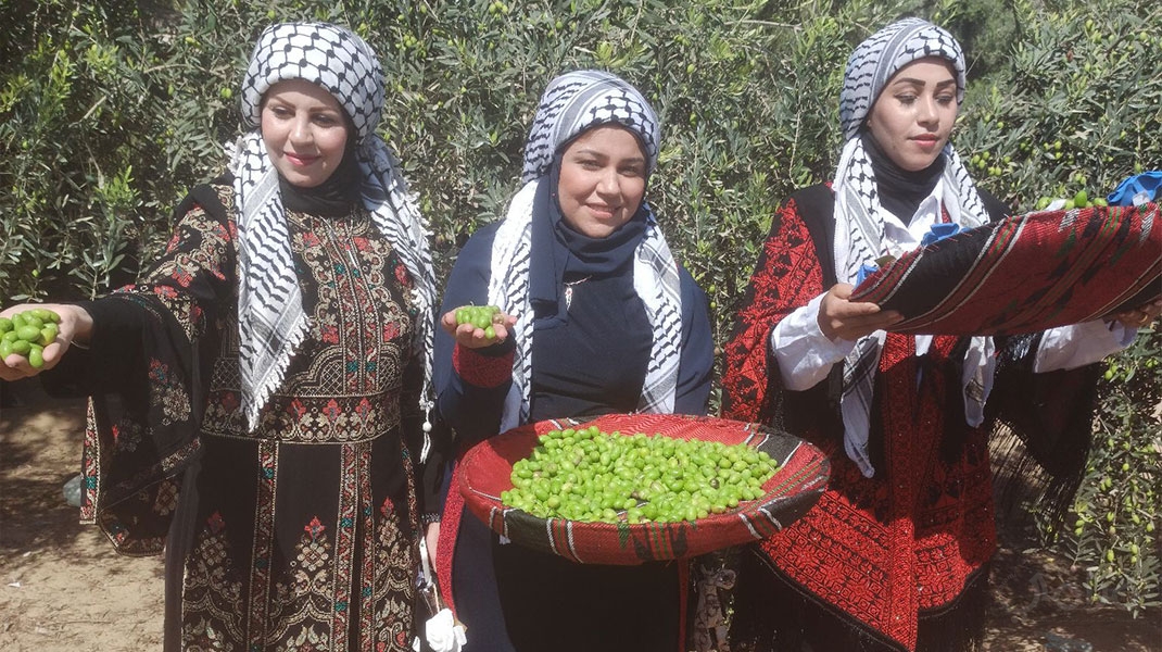 "شجرة الزيتون" الشجرة المباركة